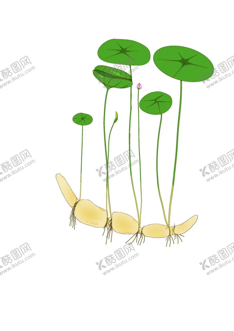 编号：81859910301722422077【酷图网】源文件下载-生长的莲藕
