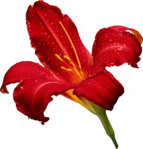 百合花