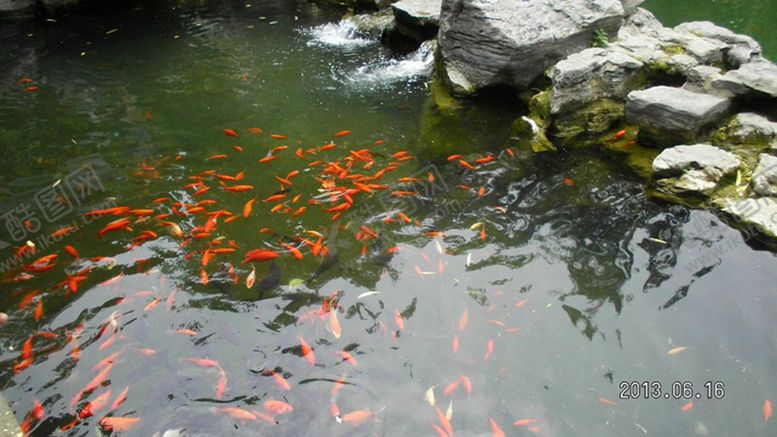 编号：35540409281933354567【酷图网】源文件下载-观赏鱼