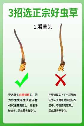 冬虫夏草