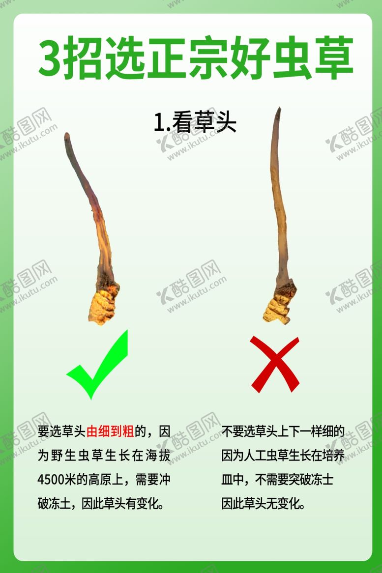 编号：74226405042035414474【酷图网】源文件下载-冬虫夏草