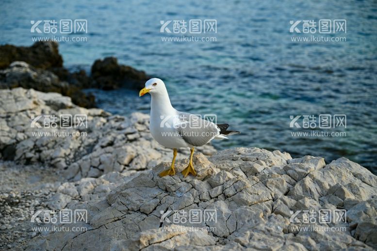 编号：75787912231006144913【酷图网】源文件下载-海鸥