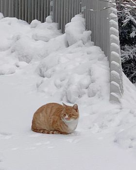 雪地的猫