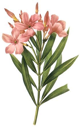 植物花卉油画装饰画