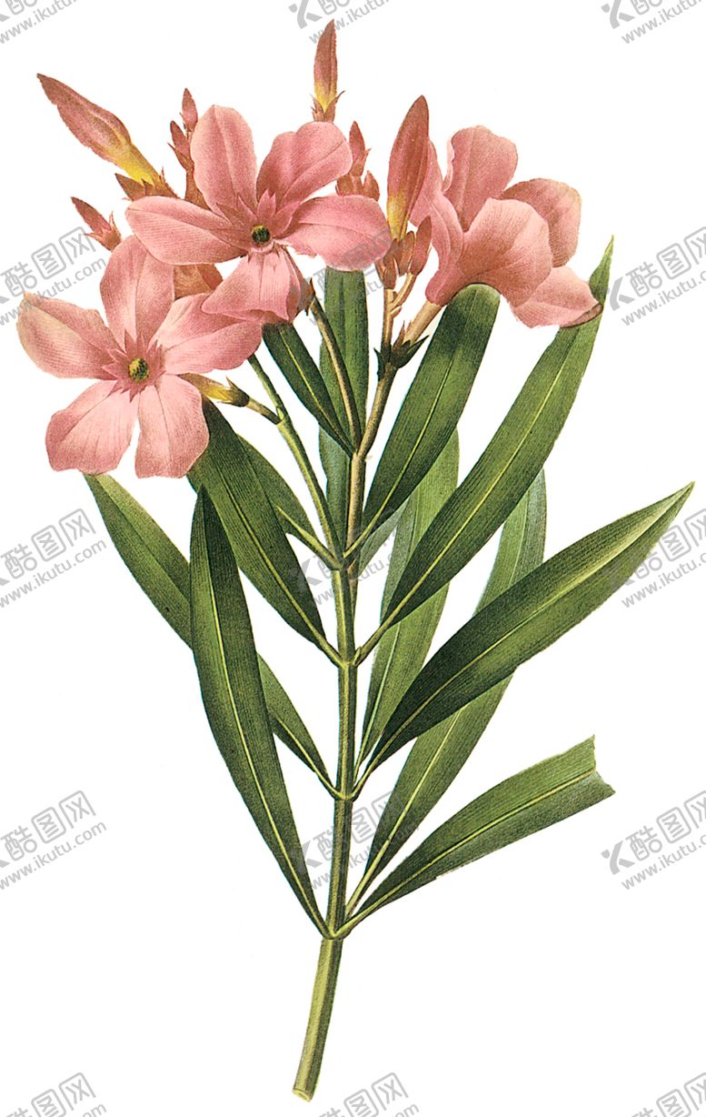 编号：92263710081705244855【酷图网】源文件下载-植物花卉油画装饰画