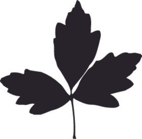 植物系列树叶