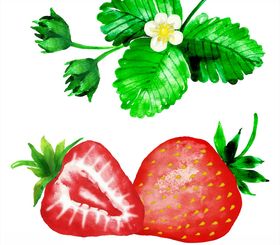 水彩绘草莓