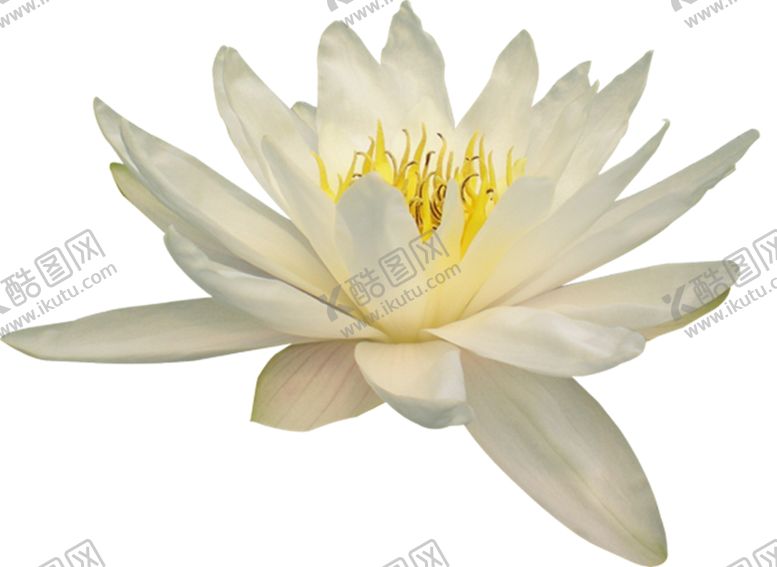 编号：65532707040950371617【酷图网】源文件下载-荷花