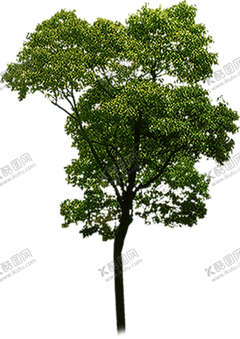 编号：82907607020003556805【酷图网】源文件下载-绿色植物