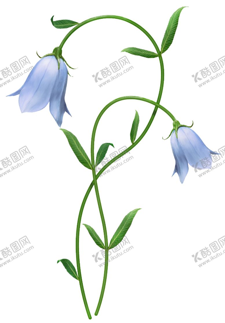 编号：81176805160110475613【酷图网】源文件下载-免扣风铃草元素图片