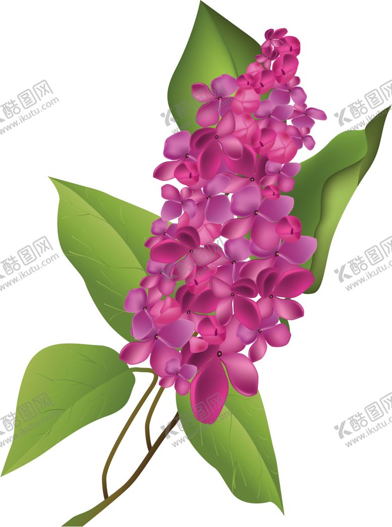 编号：69225301200841534954【酷图网】源文件下载-丁香花PNG免扣素材