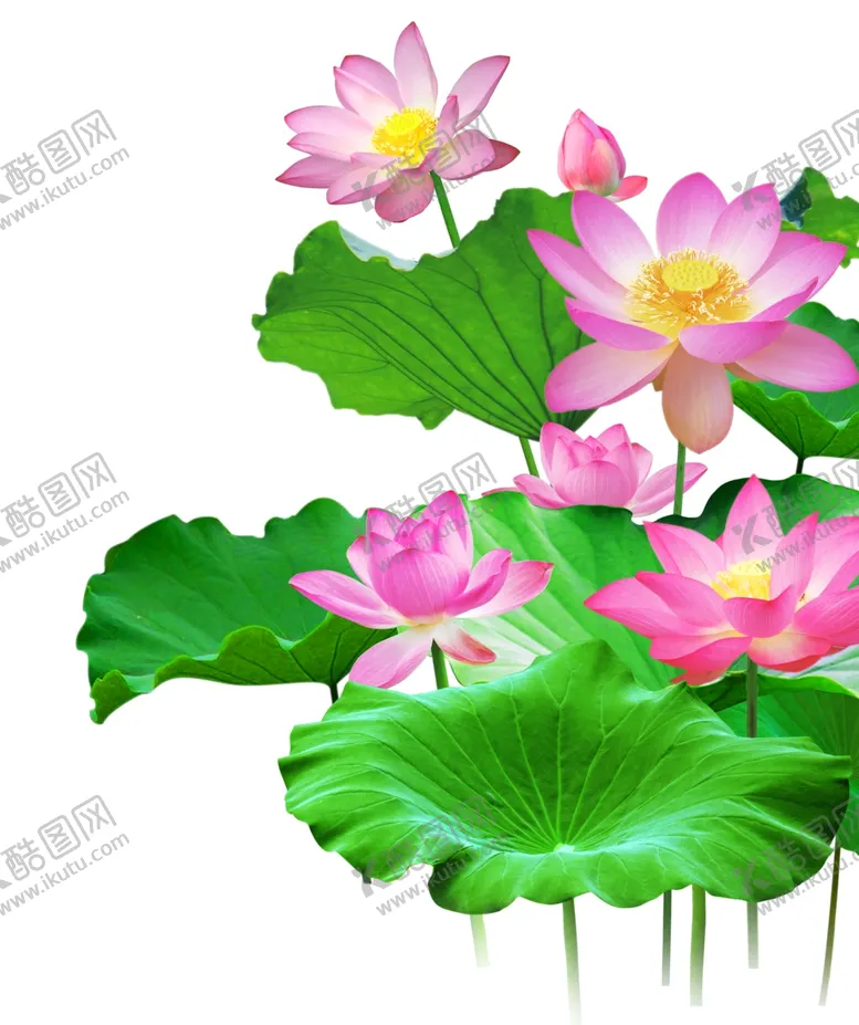 编号：83505907062145243803【酷图网】源文件下载-荷花