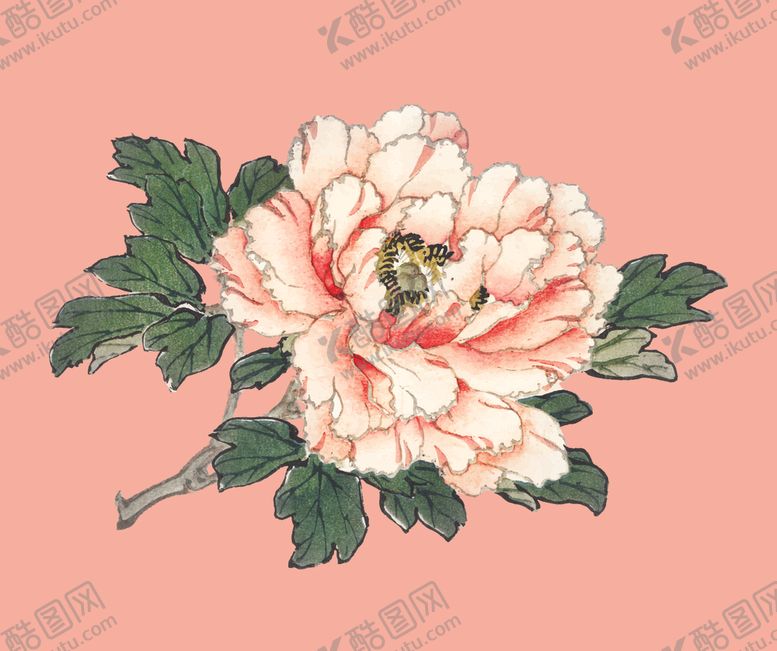 编号：38644603300229315257【酷图网】源文件下载-牡丹