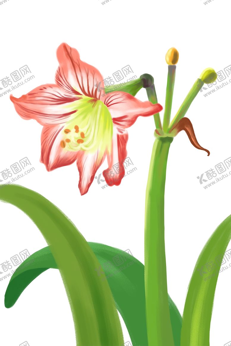 编号：38289704170819468962【酷图网】源文件下载-水仙花插画