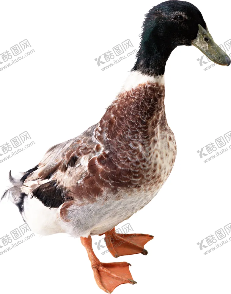 编号：60476905032006297341【酷图网】源文件下载-鸭子