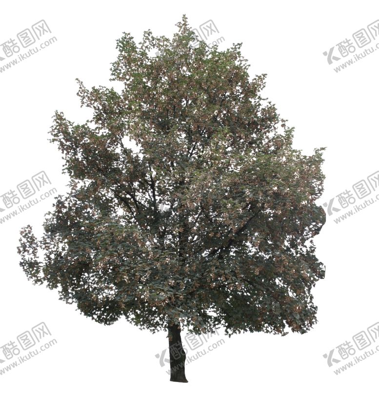 编号：50527011010307002772【酷图网】源文件下载-树木