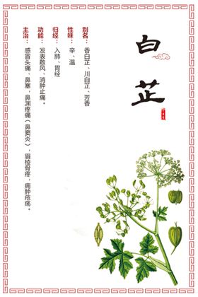 白芷草药