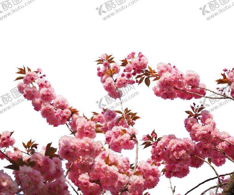 编号：70694402081918335917【酷图网】源文件下载-   手绘粉色樱花免扣素材图片