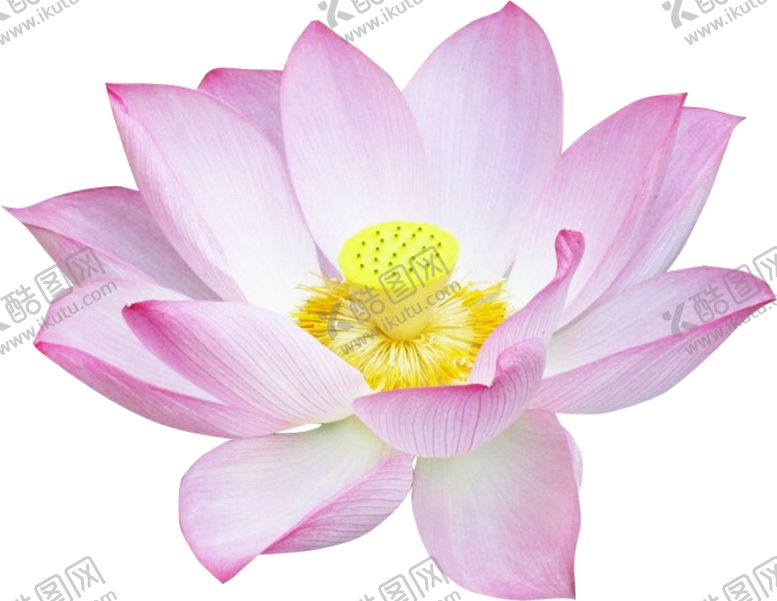 编号：70362205152102018037【酷图网】源文件下载-荷花元素