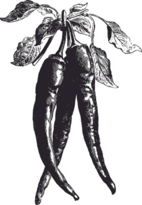 素描手绘蔬菜