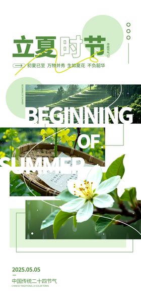 立夏时节绽放的白色花朵