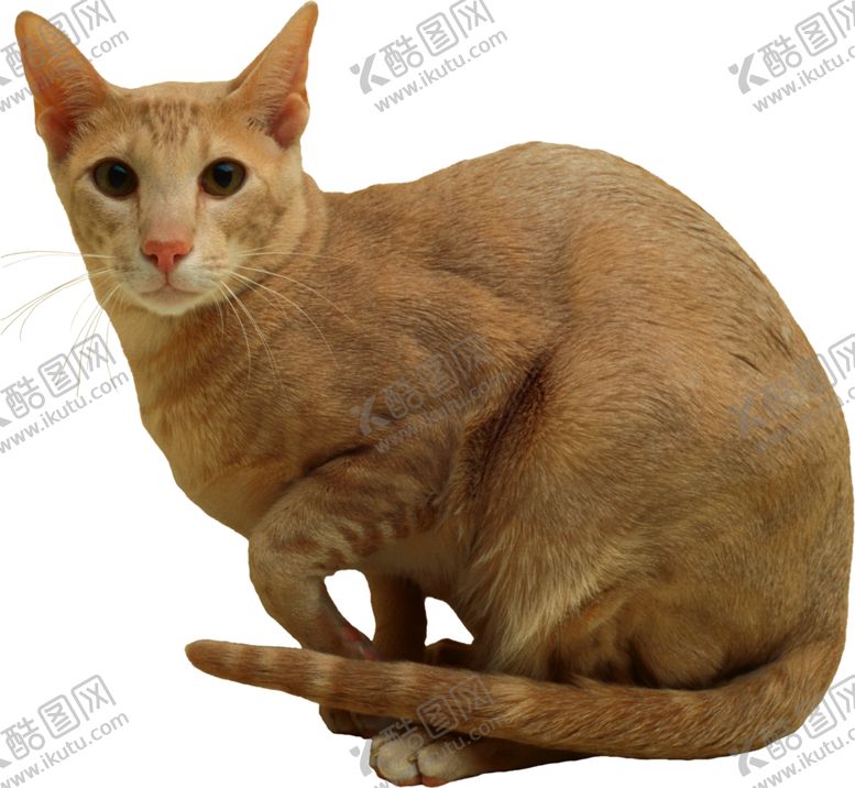 编号：73551802091046535698【酷图网】源文件下载-猫 宠物 家宠 动物 猫咪