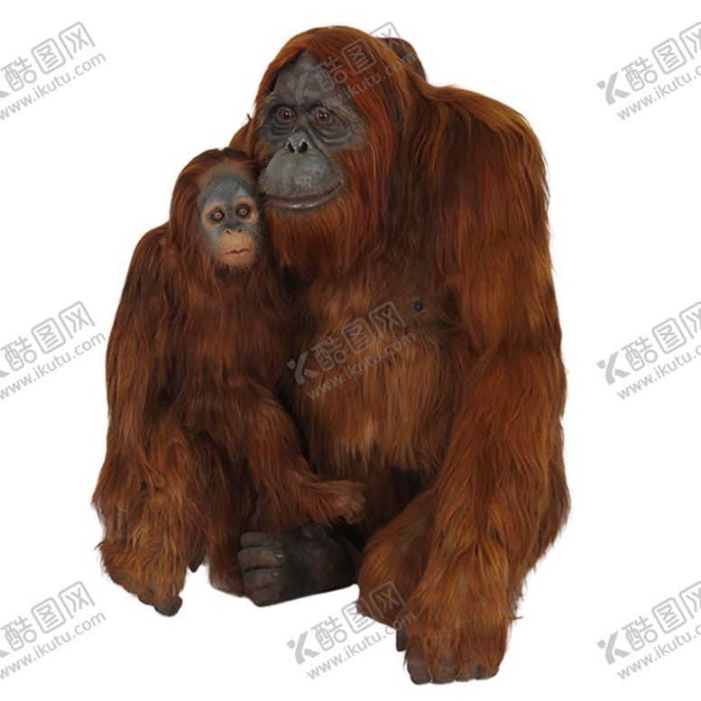 编号：93151405040007542031【酷图网】源文件下载-狒狒