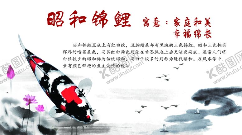 编号：12580309162138448806【酷图网】源文件下载-锦鲤简介昭和锦鲤