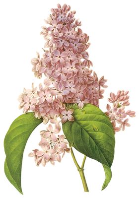 丁香花