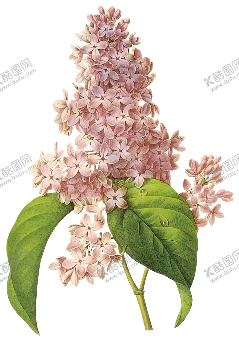 编号：74201506262327586101【酷图网】源文件下载-丁香花