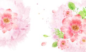 牡丹花