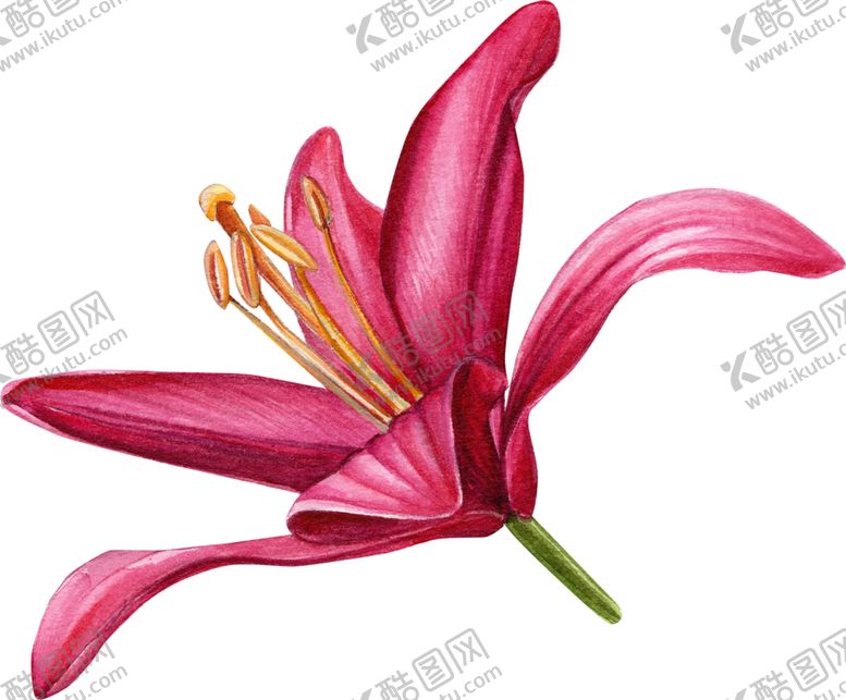 编号：51937604271223267138【酷图网】源文件下载-手绘花