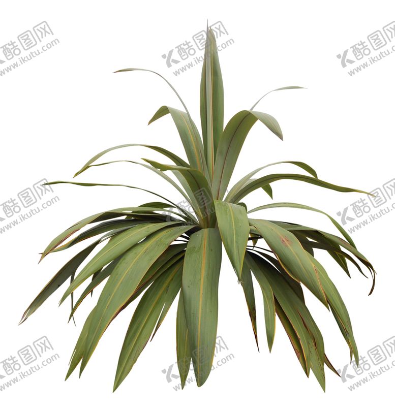 编号：55946406300717104493【酷图网】源文件下载-免扣绿叶植物素材