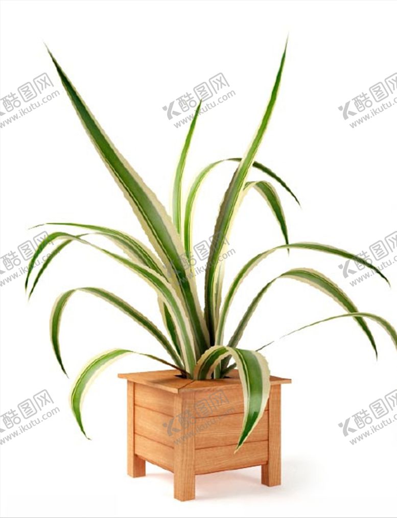 编号：84384110222234113004【酷图网】源文件下载-吊兰