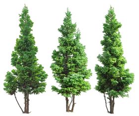 园林植物