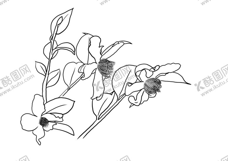 编号：43441110281238439214【酷图网】源文件下载-茶花