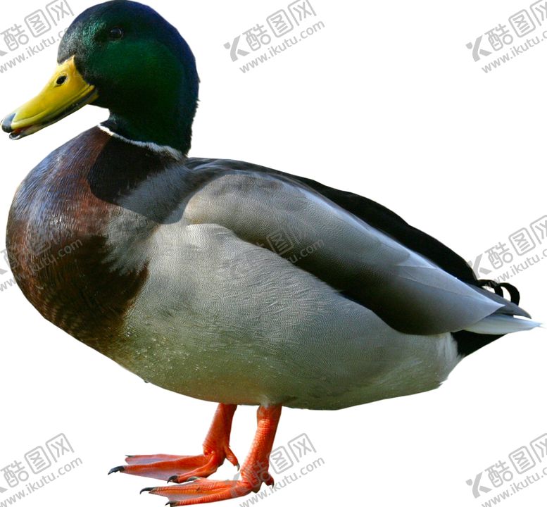 编号：33288605032034432930【酷图网】源文件下载-鸭子