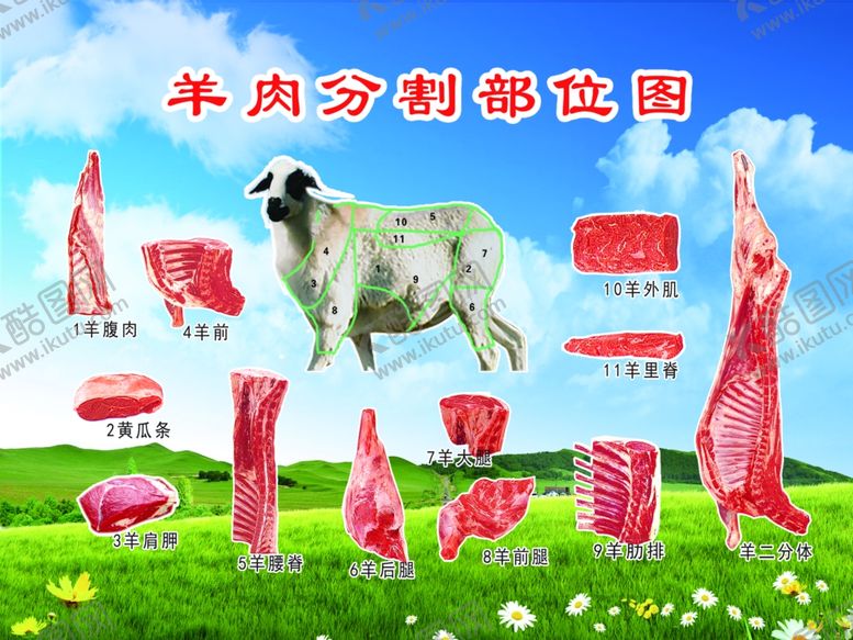 编号：67521107071036503504【酷图网】源文件下载-羊分割部位示意图