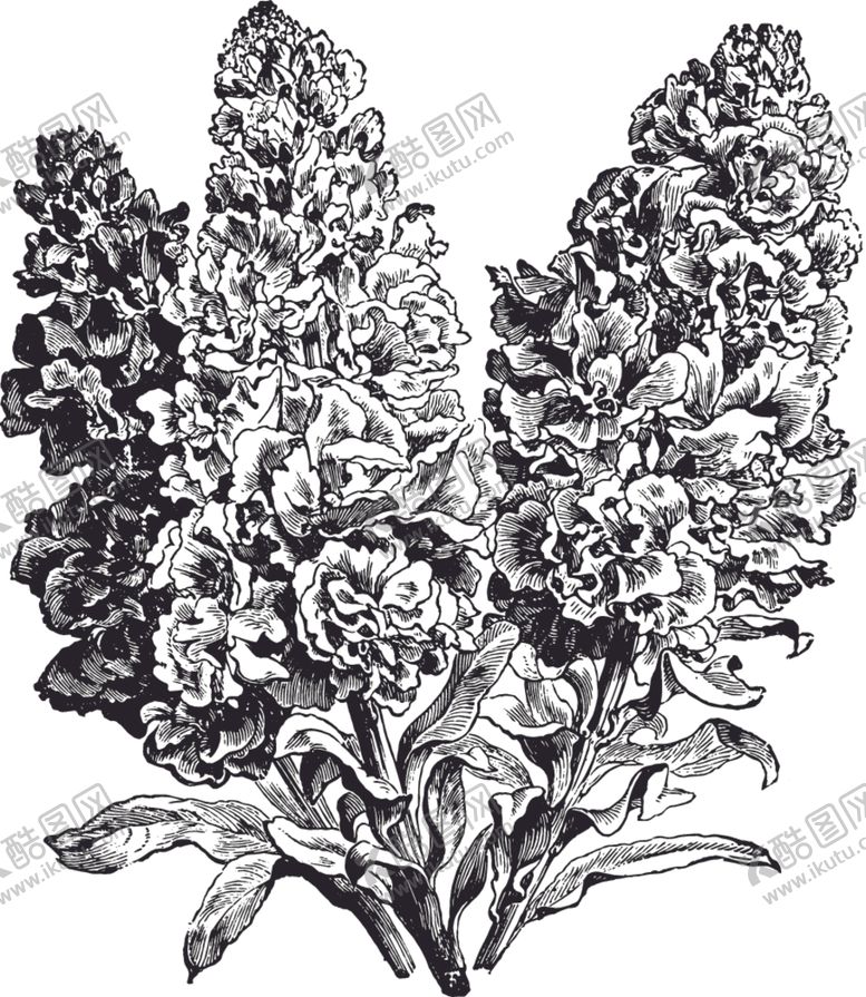 编号：10826307091629021174【酷图网】源文件下载-线描植物