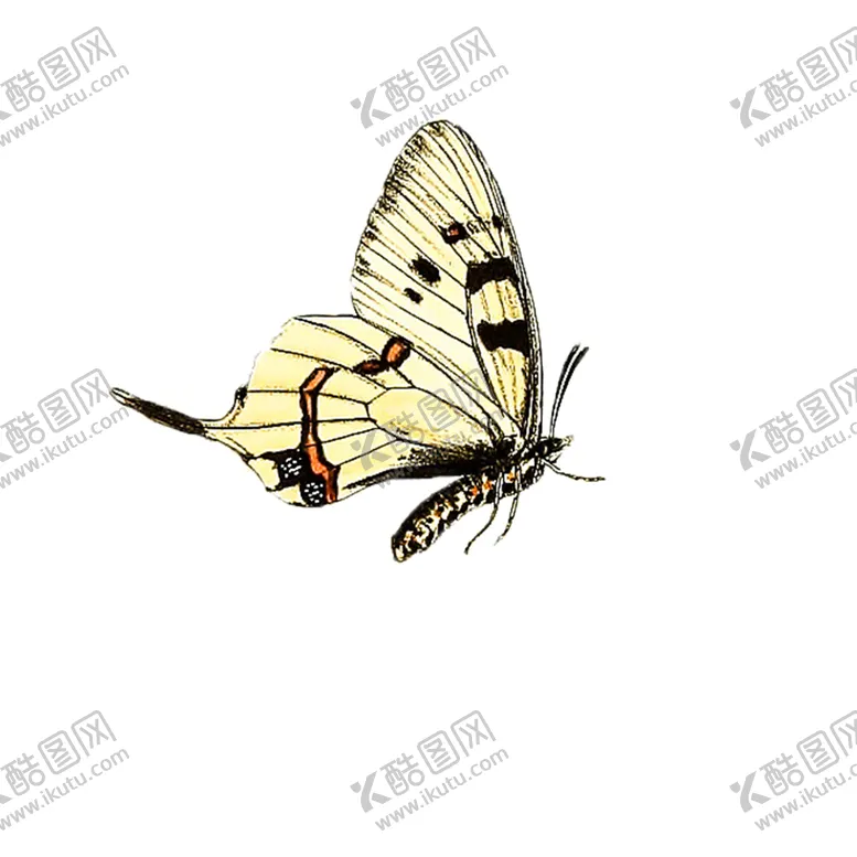 编号：75258204281016562961【酷图网】源文件下载-蝴蝶透明PNG免扣
