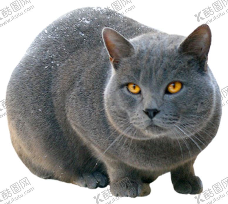 编号：90011307041923294306【酷图网】源文件下载-猫宠物猫宠物小猫猫咪
