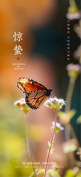 惊蛰花春天蝴蝶节气