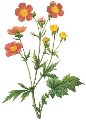 植物花卉油画装饰画