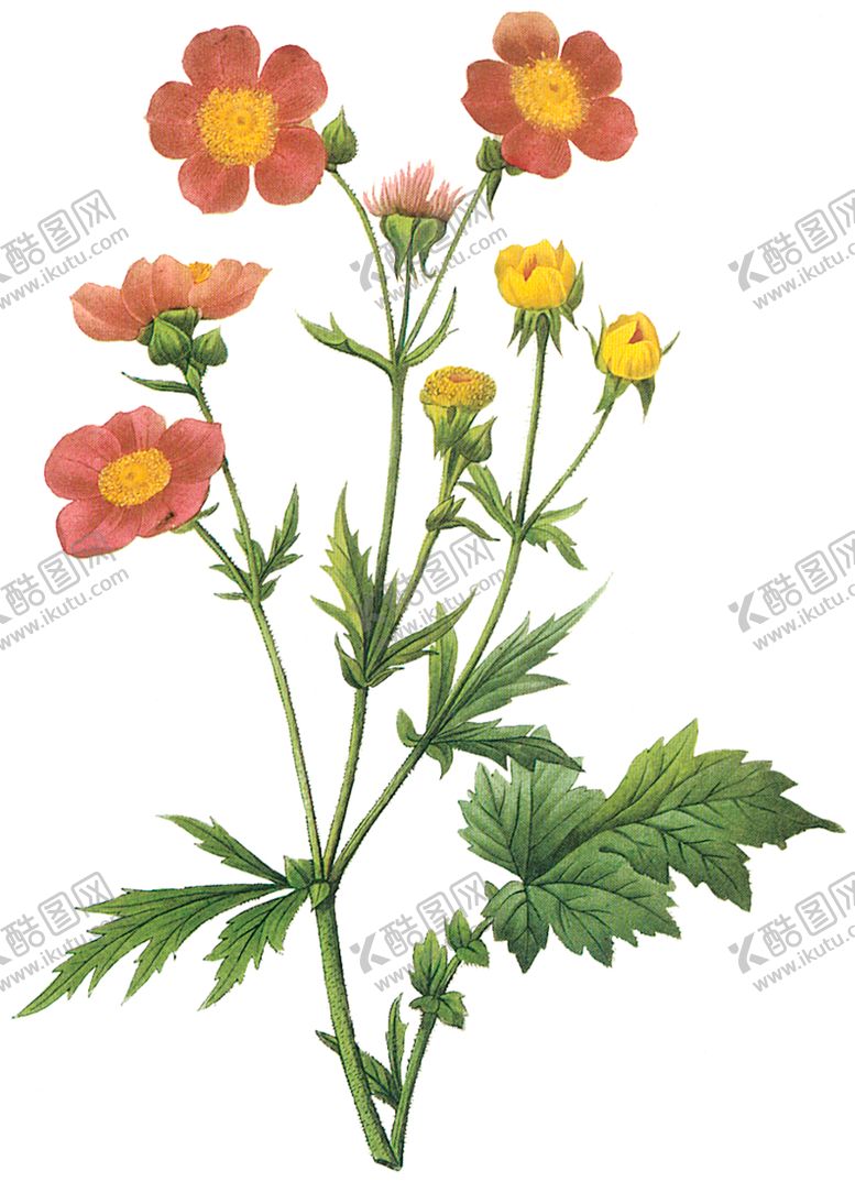 编号：13868610211023037266【酷图网】源文件下载-植物花卉油画装饰画
