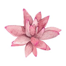 png格式植物花卉手绘素材盆栽莲插图
