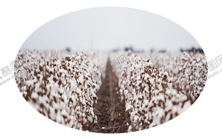 编号：56688109262017497331【酷图网】源文件下载-棉花