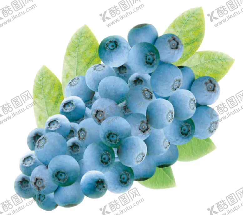 编号：46218509191340188726【酷图网】源文件下载-蓝莓