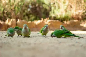 鹦鹉飞行动物八哥摄影生物世界