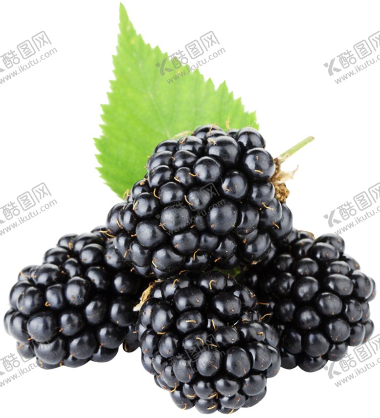 编号：64049809190942435158【酷图网】源文件下载-覆盆子