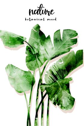 植物装饰画图片